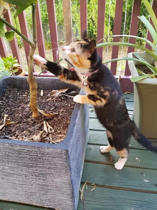 What Is This Thing