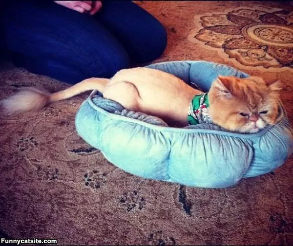 Lion Cat