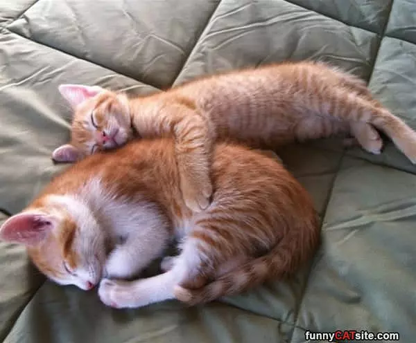 Cuddling Is Nice
