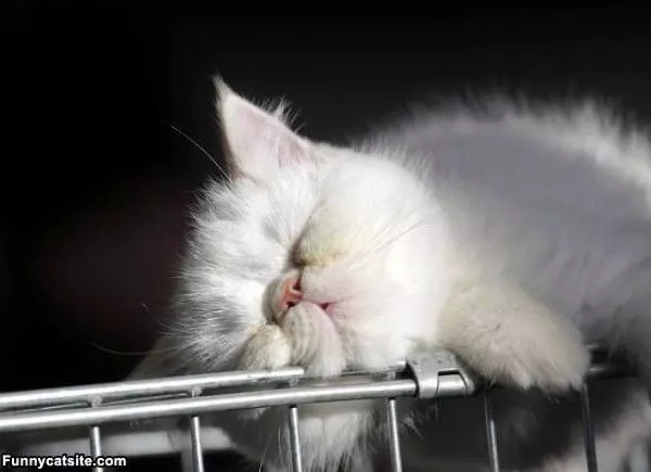 Sleep Where I Want