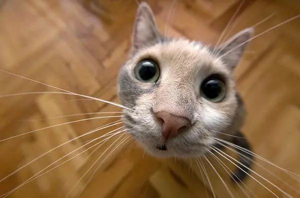 Cat Face Closeup