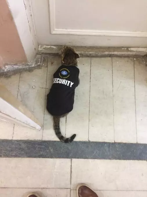 Security Cat
