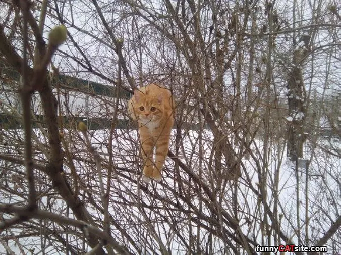 Doing Some Tree Climbing