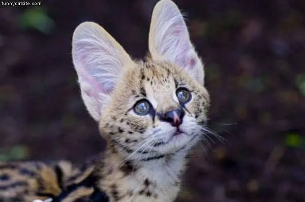 Ears
