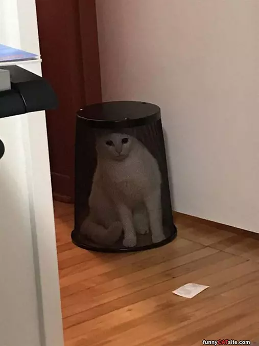 I Am A Roomba Now