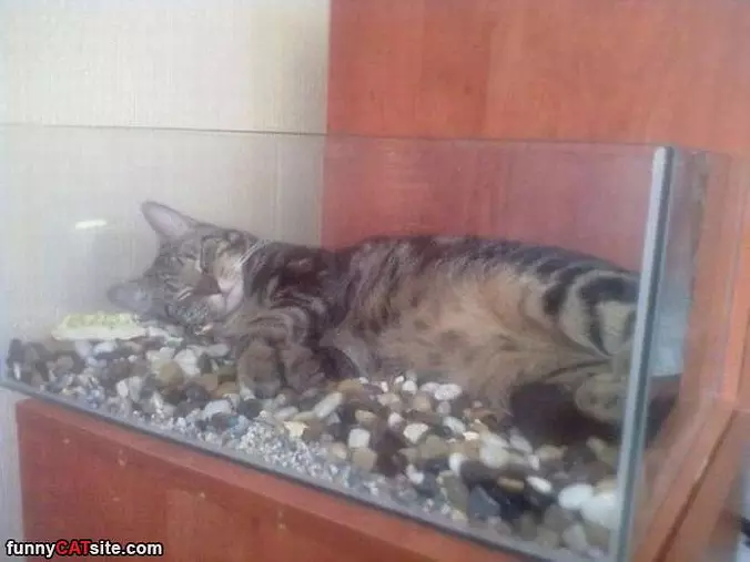 Found My Bed