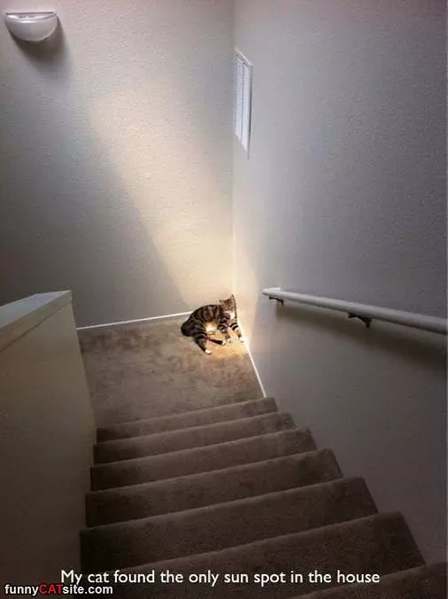 The Only Sun Spot