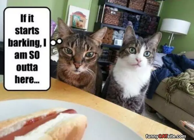A Hot Dog Huh