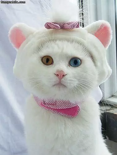 Cat In The Hat