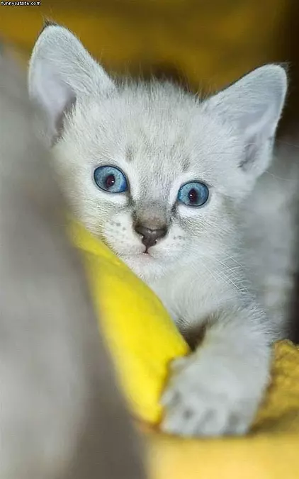 Cute Blue Eyes