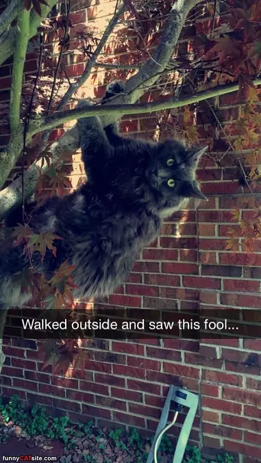 Climbing The Tree