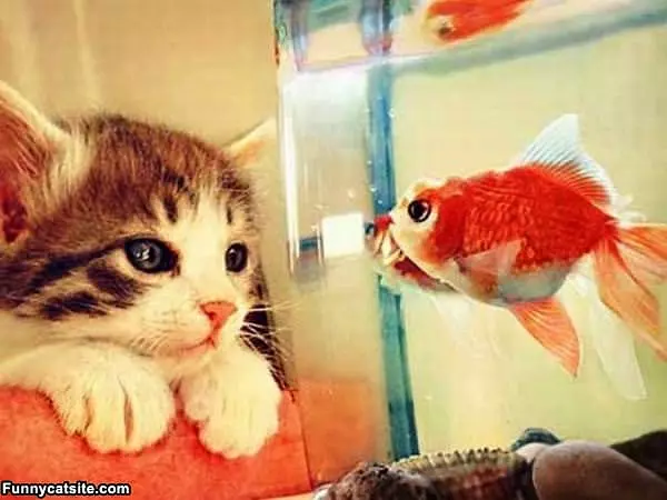 Someday I Will Eat You