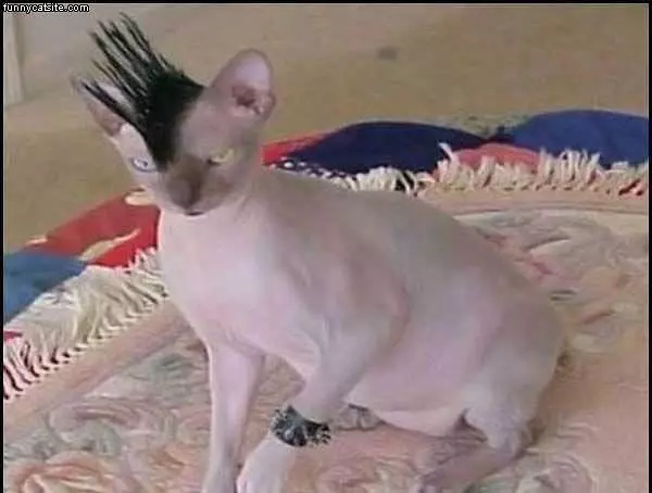 Mohawk Cat