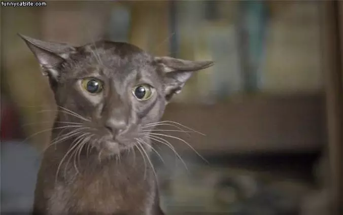 This Cat Is Concerned