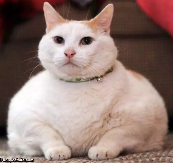 Thats A Big Cat