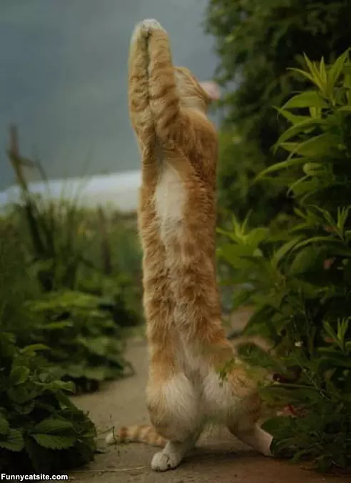 I Caught It