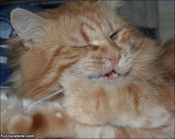 Picking My Teeth