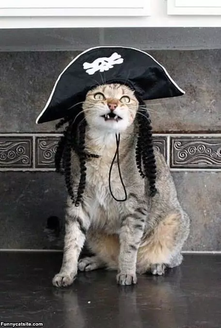 Yarrr Cat