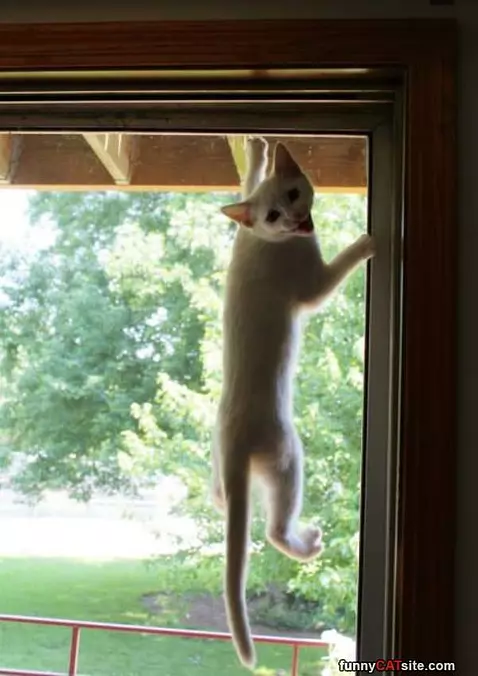 Hey Just Let Me Out