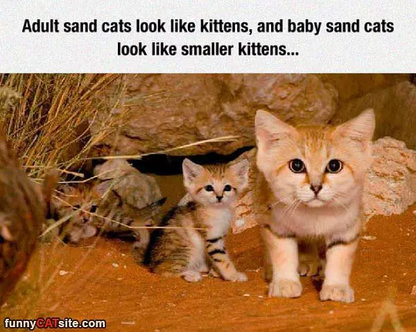 Sand Cats