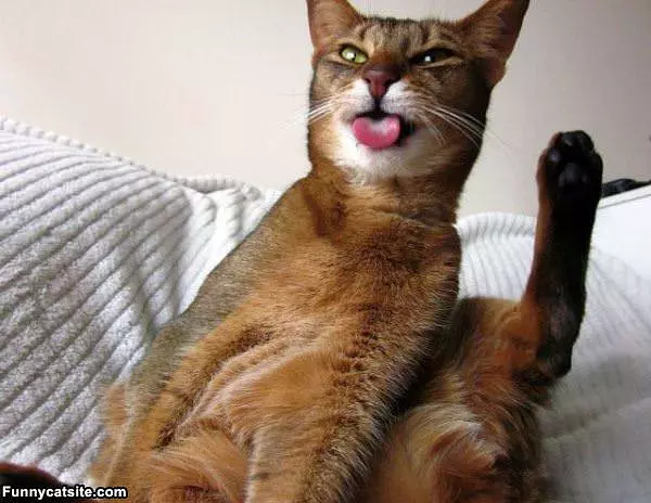 Itch Itch Itch Face