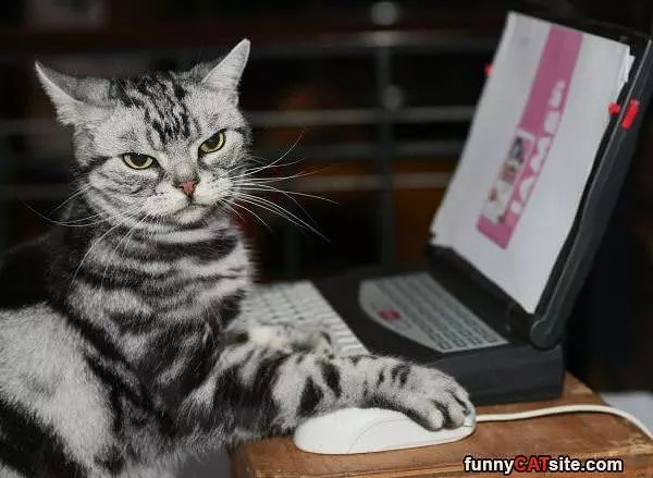 Ordering Some Food