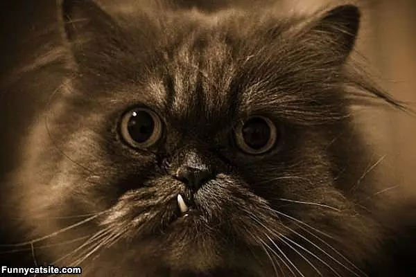 Pirate Tooth Cat