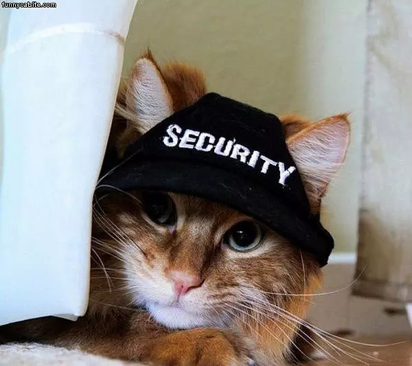 Security Cat
