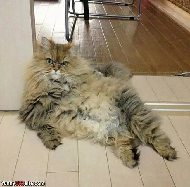 They Call Me Fluffy