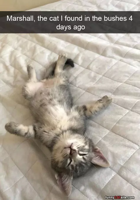 This Cat Is Very Relaxed