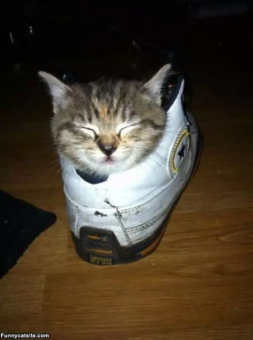 The Sneaker Sleeper