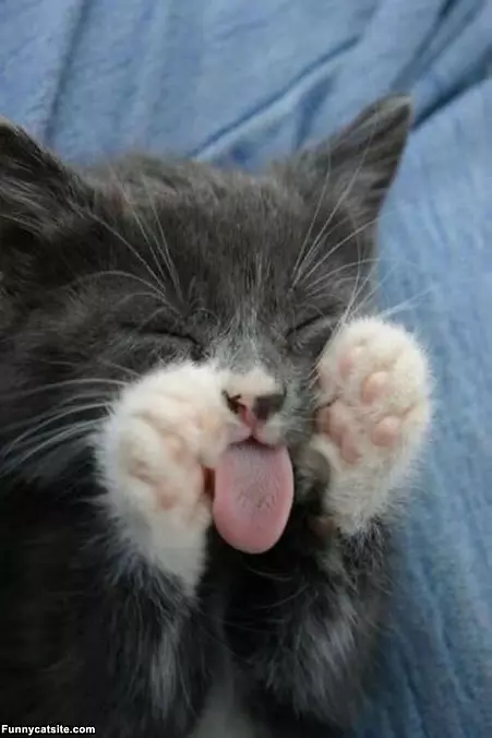 Cat Dreaming Of Ice Cream