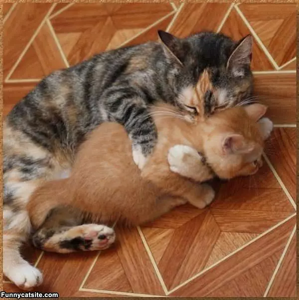 Kitty Kiss