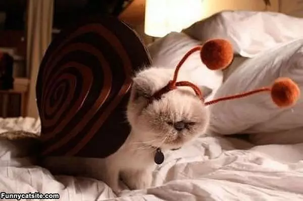 Im A Snail