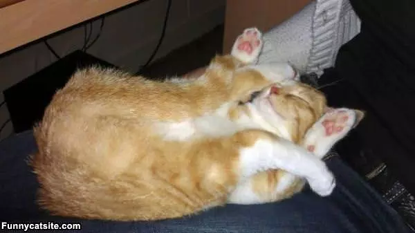 Sleeps How I Want