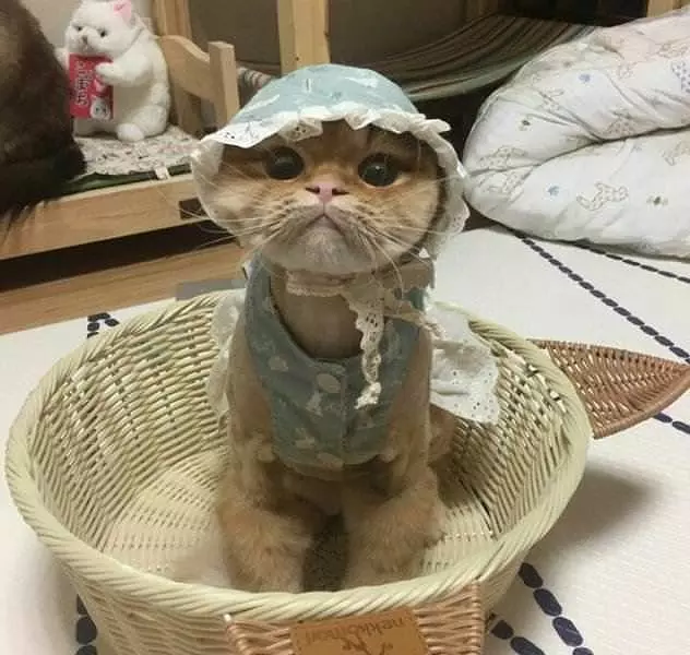 Getting All Dressed Up