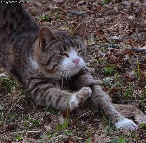Cat In The Lawn