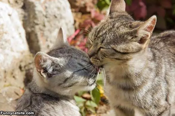Lick Your Face Off