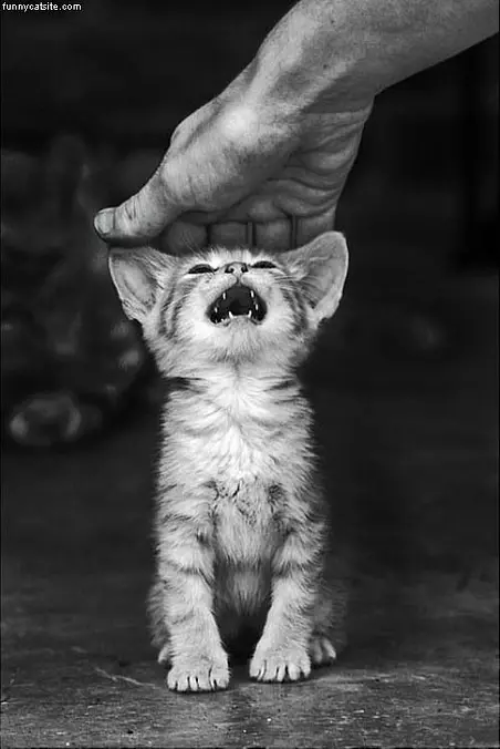 Rawrrrrrrrrrrr