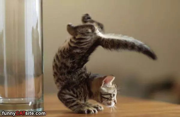 A Ninja