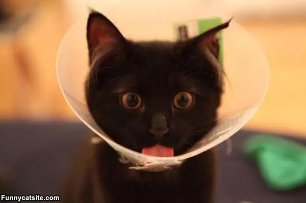I Have A Delicious Cone