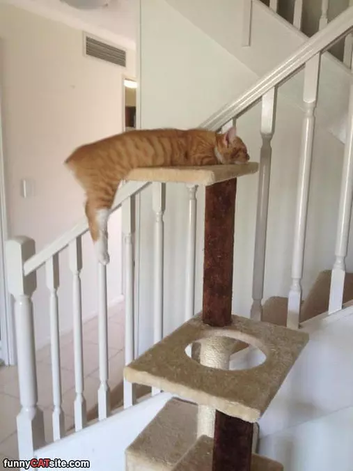 Ill Just Sleep Right Here