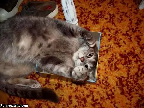 Playing With The Box