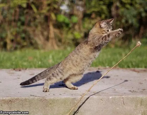I Will Get You