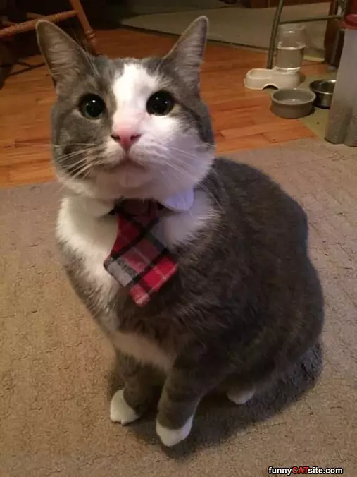 All Dressed For Success