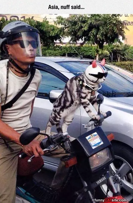 This Crazy Cat