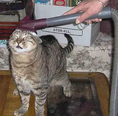 Fur Removal