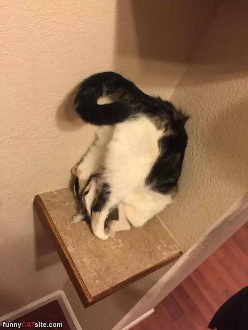 Doing Some Hand Stands