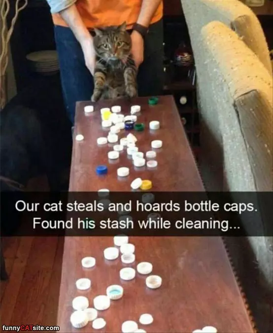 Our Cat Steals Bottle Caps