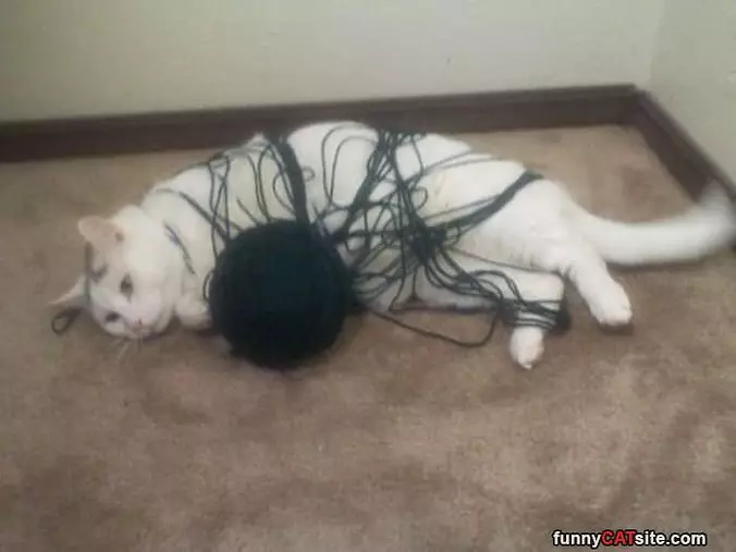 Ok Human I Need Help